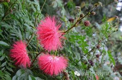 冬日花海 深圳這些花卉正盛開(kāi)