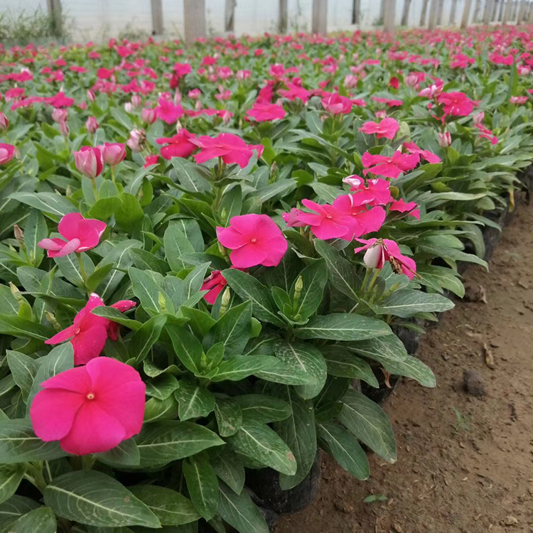 深圳花期長(zhǎng)的盆栽花卉 長(zhǎng)春花種植基地歡迎訂購