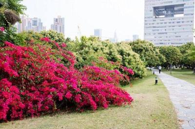 鵬城三月花如海，滿城盡帶簕杜鵑——深圳春季賞花指南