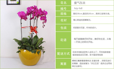 深圳送花新潮流 A級(jí)蝴蝶蘭，年宵花卉不容錯(cuò)過